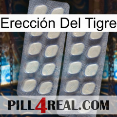 Erección Del Tigre 07